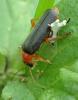 Cantharis pellucida